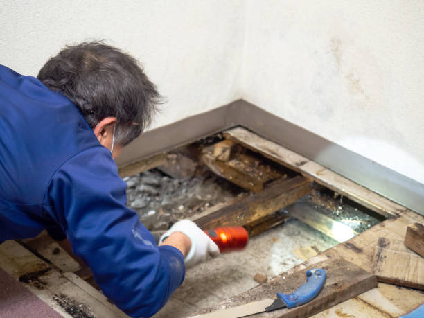 Best DIY Mold Remediation Support Services in Pembroke Park, FL